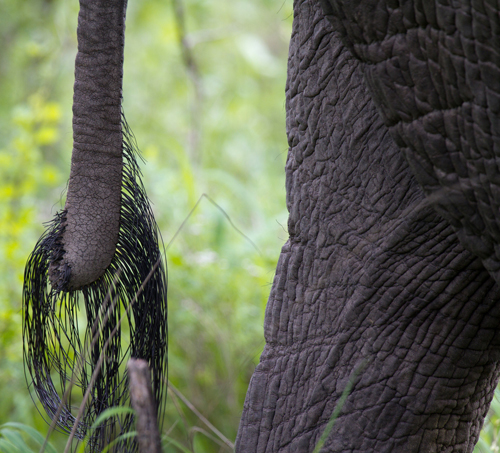 Elephant's Tail